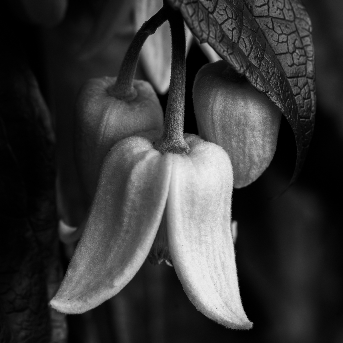 Photography by Chris Allington